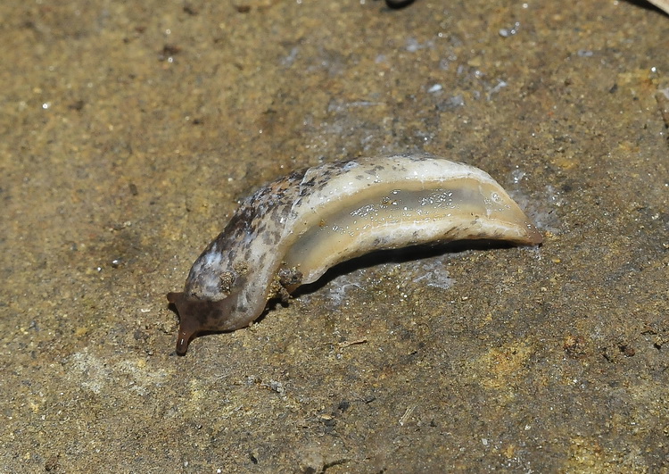 Gasteropode da Monte San Michele